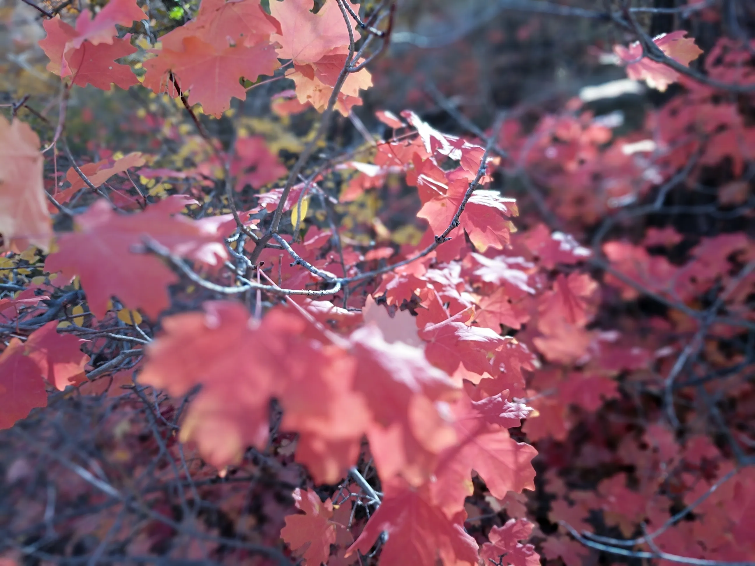 Zion National Park (2017)